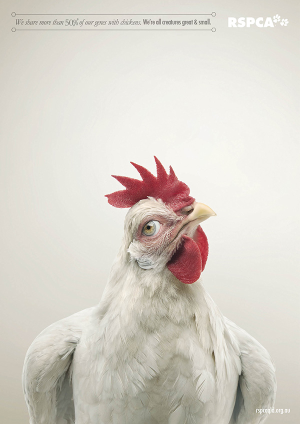 動物們換上人類眼睛的模樣4