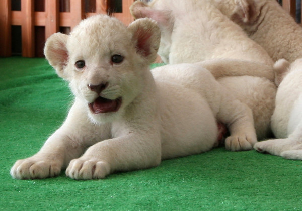 可愛到超犯規！七隻白獅子寶寶10