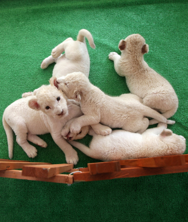 可愛到超犯規！七隻白獅子寶寶14