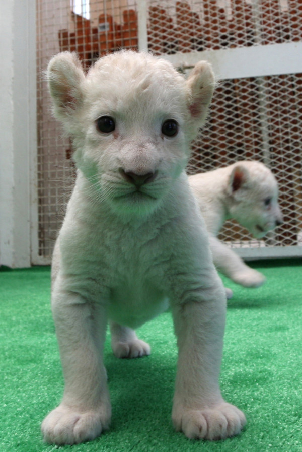 可愛到超犯規！七隻白獅子寶寶2