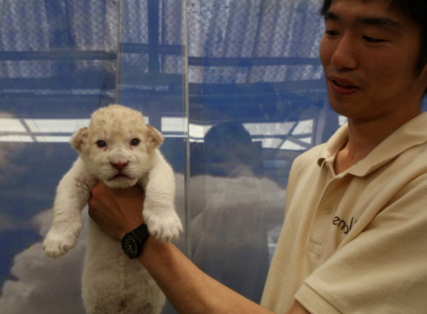 可愛到超犯規！七隻白獅子寶寶7