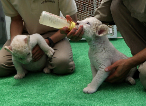 可愛到超犯規！七隻白獅子寶寶8