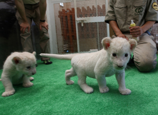 可愛到超犯規！七隻白獅子寶寶9