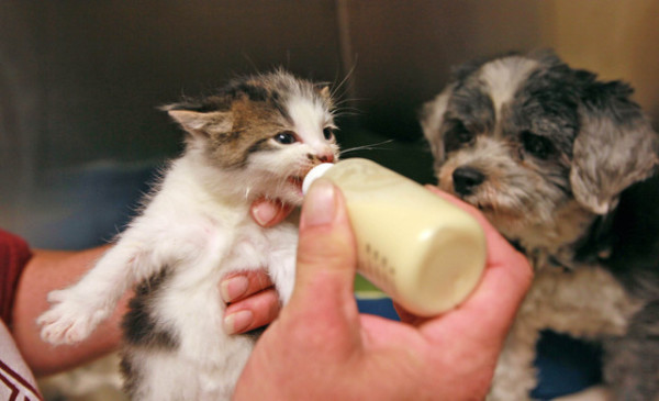 Shih Tzu dog nurses  kitten, both of which were found down an embankment near Home Depot by APD animal control .  Now at Anderson County P.A.W.S. hoping owner will claim both