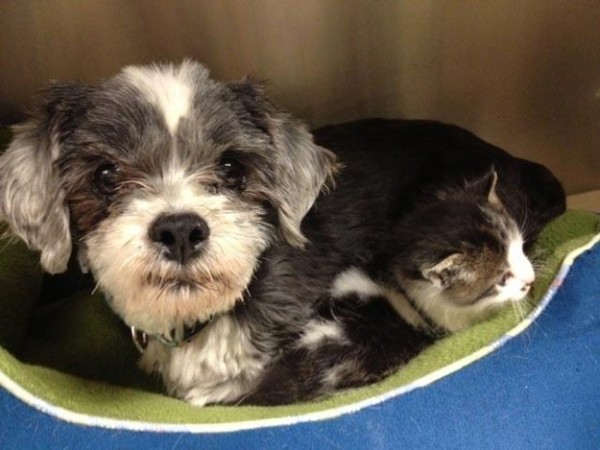 狗狗找到棄養小貓，堅決守護著牠3