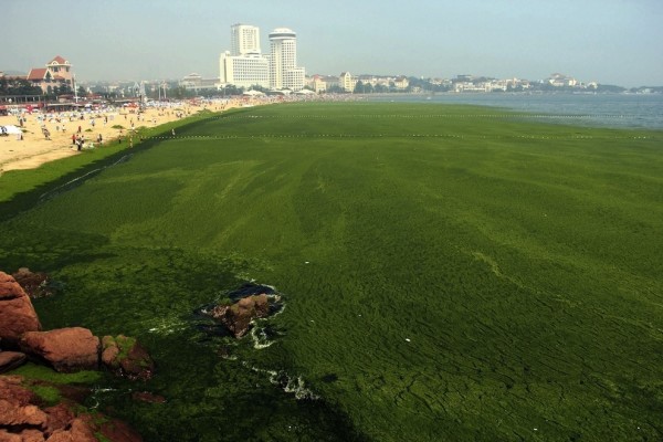 綠藻入侵中國的海邊1