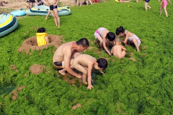 綠藻入侵中國的海邊2