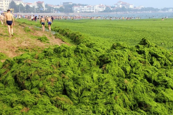 綠藻入侵中國的海邊3