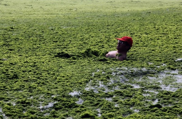 綠藻入侵中國的海邊4