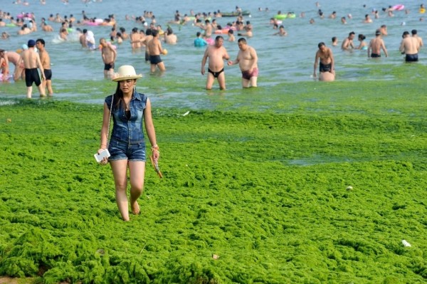 綠藻入侵中國的海邊6