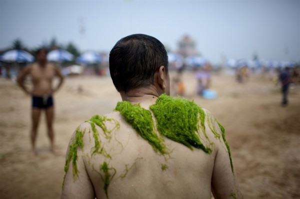 綠藻入侵中國的海邊7