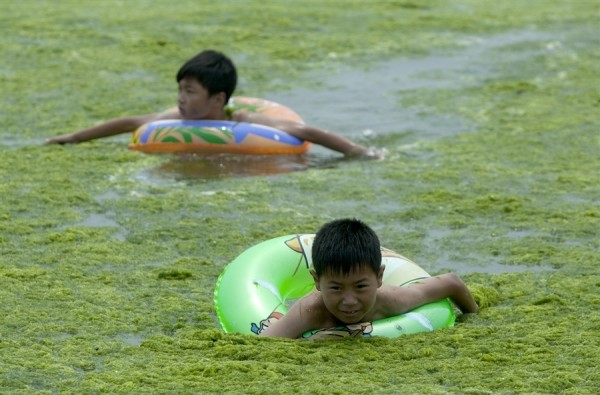 綠藻入侵中國的海邊8