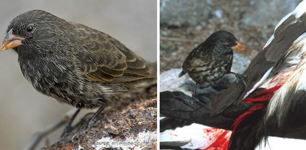 這些動物們想吸你的血2