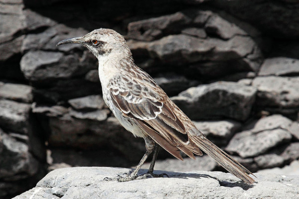 這些動物們想吸你的血5