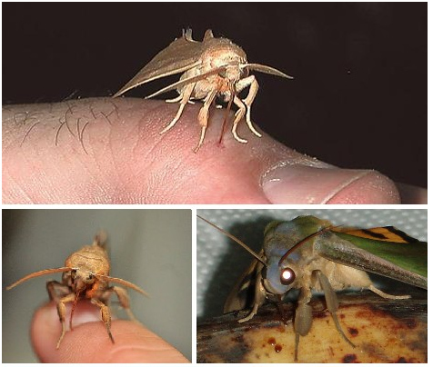 這些動物們想吸你的血6