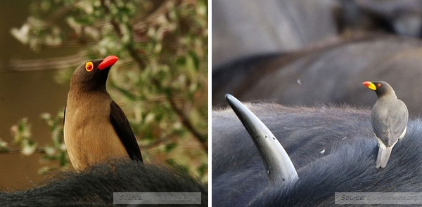 這些動物們想吸你的血7