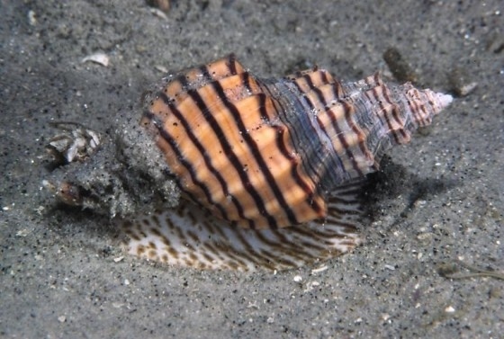 這些動物們想吸你的血8