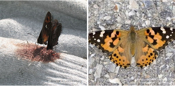 這些動物們想吸你的血9