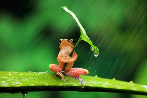 青蛙撐傘！1