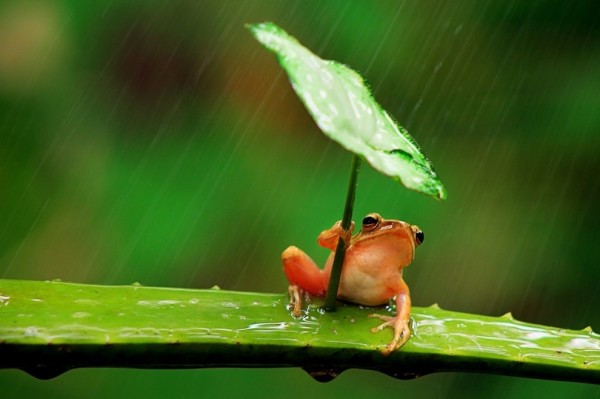 青蛙撐傘！2