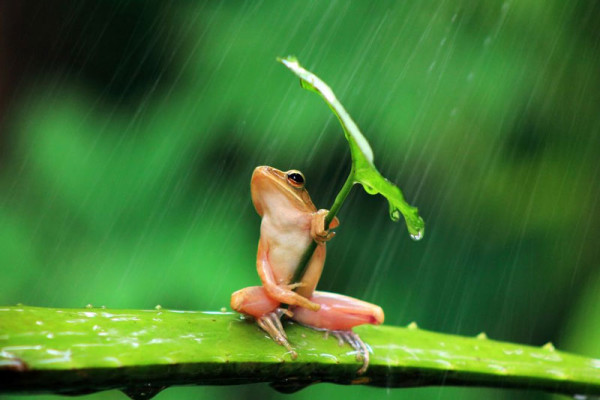 青蛙撐傘！3