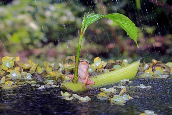 青蛙撐傘！4