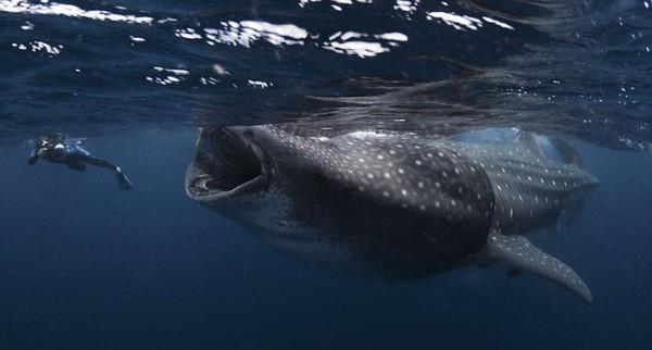 超驚險！潛水夫差點被豆腐鯊吞掉1