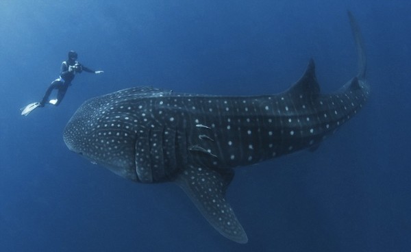 超驚險！潛水夫差點被豆腐鯊吞掉2