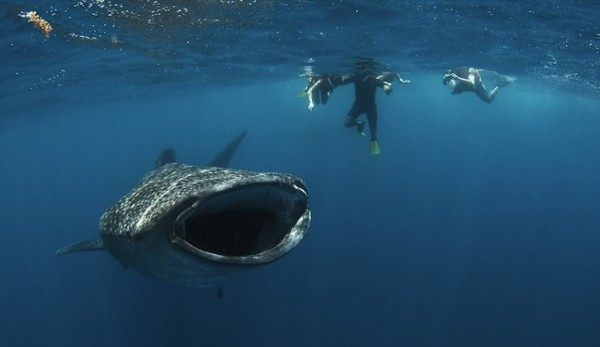 超驚險！潛水夫差點被豆腐鯊吞掉3
