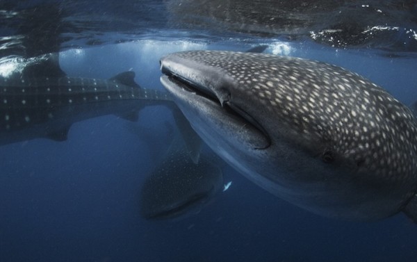 超驚險！潛水夫差點被豆腐鯊吞掉4