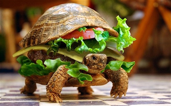 還真的不是肯德基！偽裝成漢堡的烏龜1